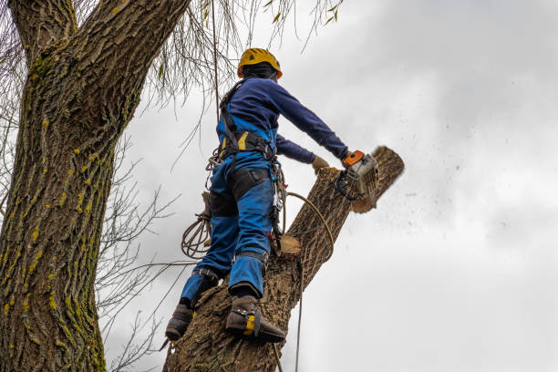 Chattahoochee Hills, GA Tree Services Company