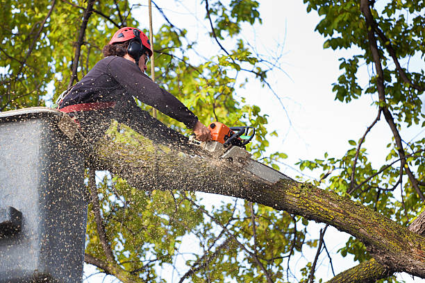 How Our Tree Care Process Works  in  Chattahoochee Hills, GA